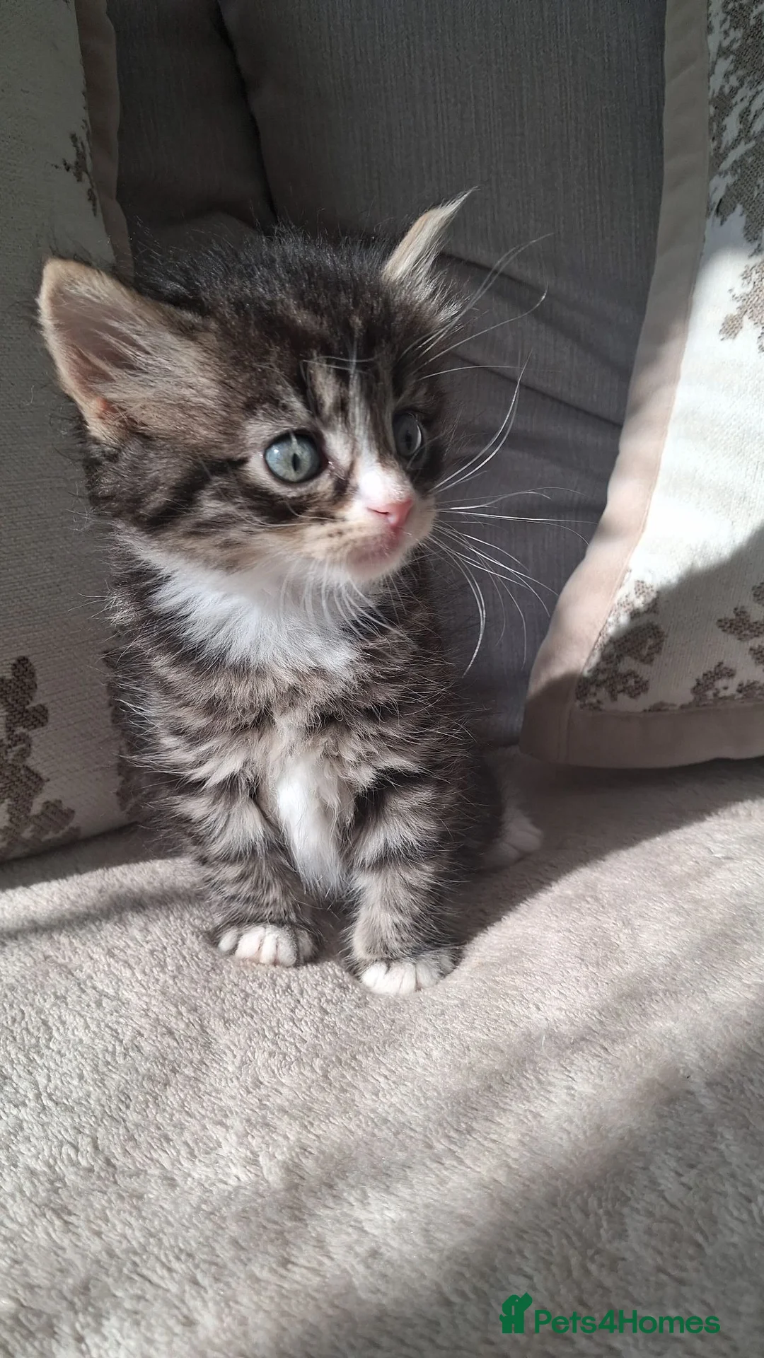 Mixed Breed cats for sale: 3 beautiful kittens  in Chatham - Advert 10