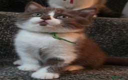 British Shorthair cats for sale: Pedigree, British Shorthair, TICA reg kittens - Image 37