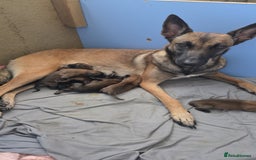 Belgian Shepherd Dog dogs for sale: Belgian malinois  - Image 13