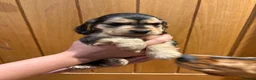 Cocker Spaniel dogs for sale: 7 Beautiful Show Cocker Spaniels - Advert 8
