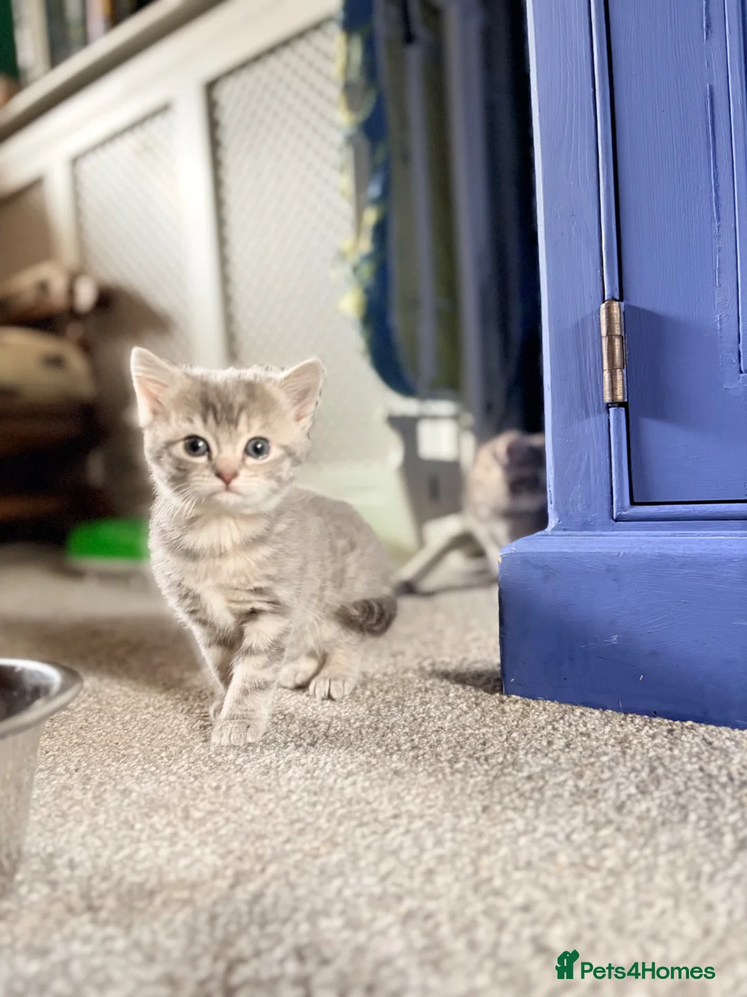 Mixed Breed cats for sale: Kittens available for loving homes  in Richmond - Advert 1