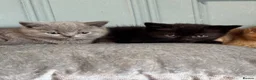 British Shorthair cats for sale: stunning affectionate Kittens available - Advert 5