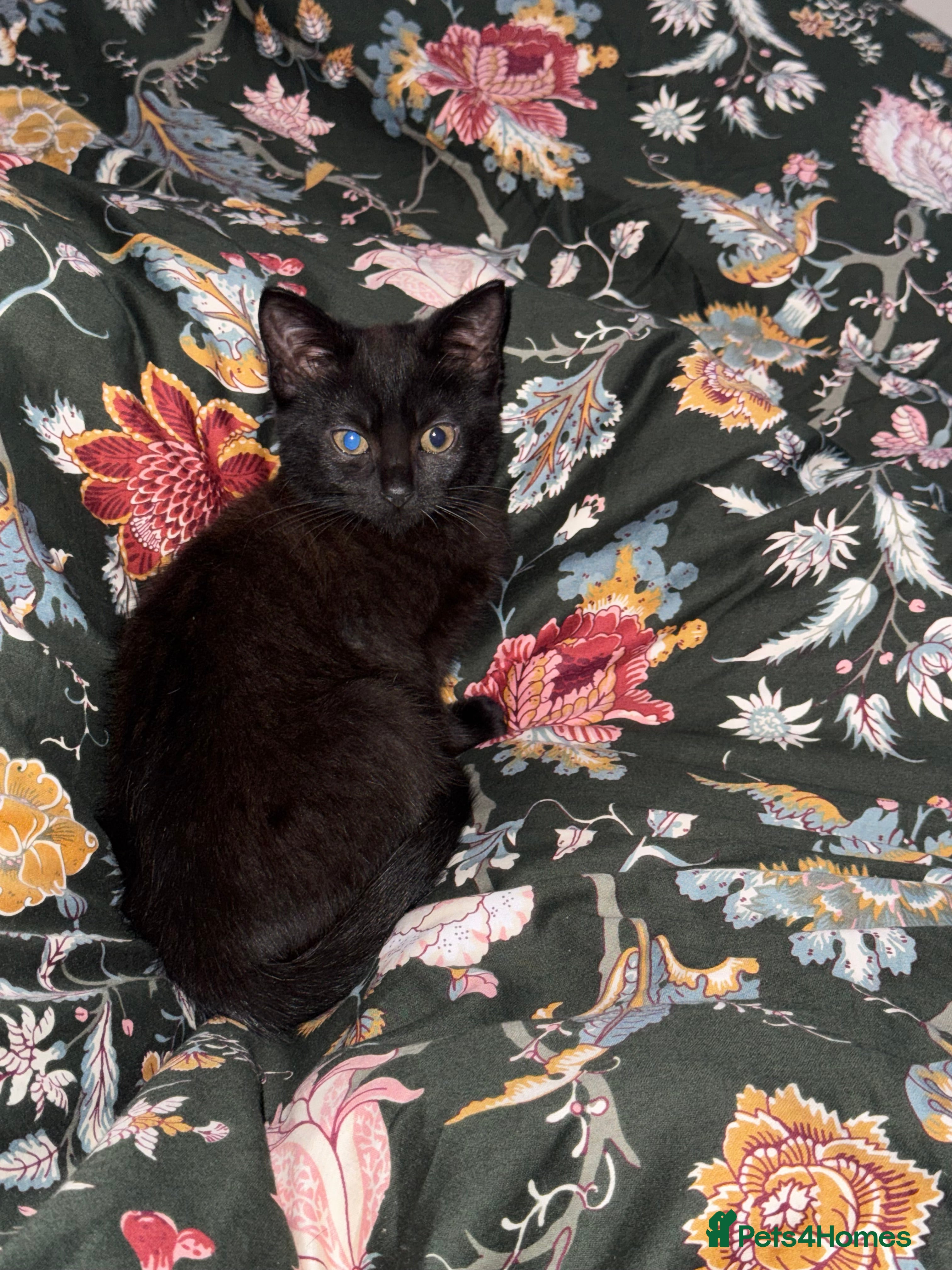 Mixed Breed cats Beautiful kitten for sale - Advert 5