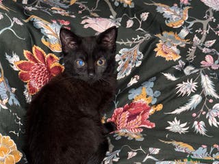 Mixed Breed cats Beautiful kitten for sale - Advert 1