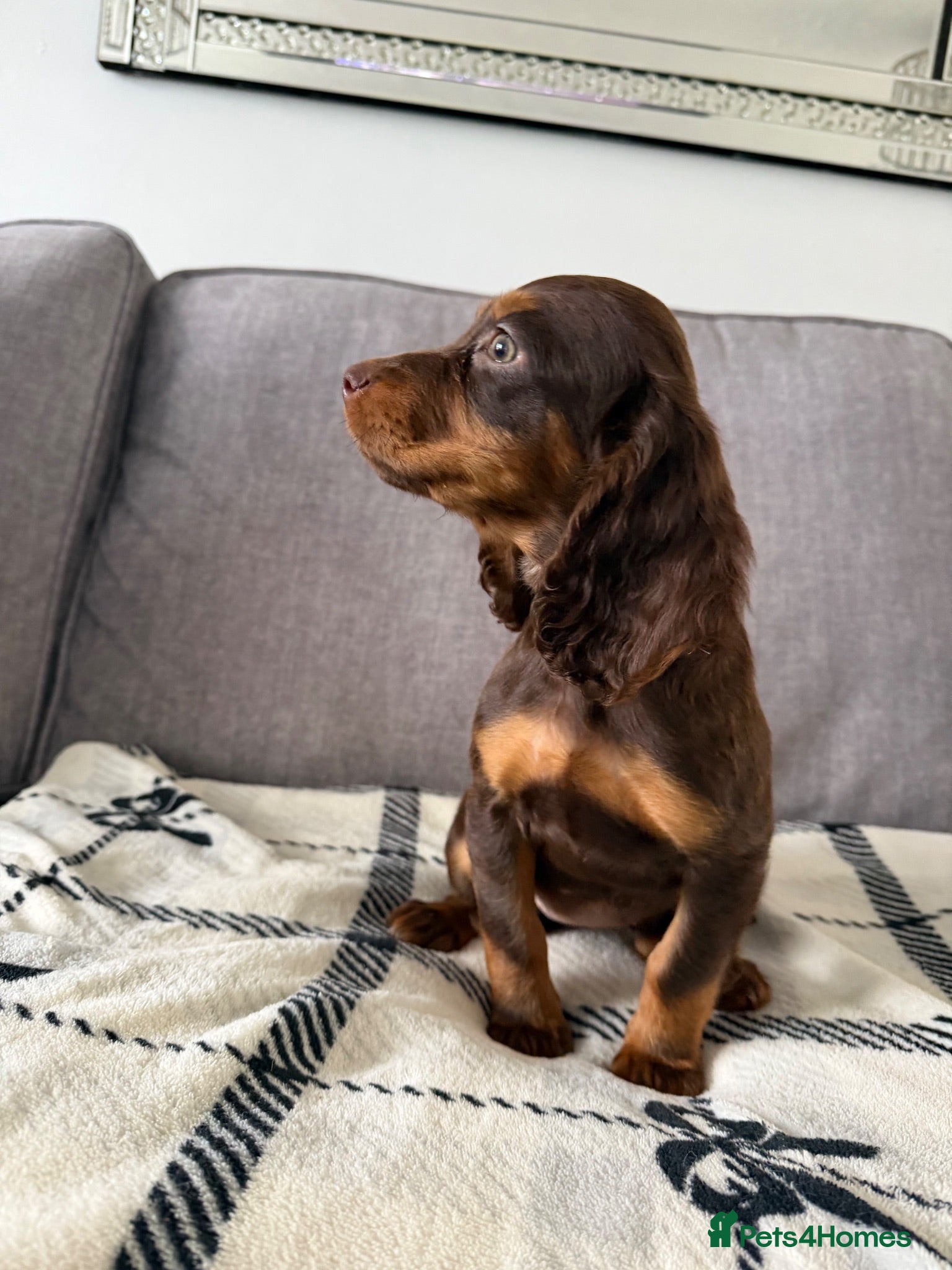Cocker Spaniel dogs LAST BEAUTIFUL COCKER GIRL PUP LEFT READY NOW!  - Advert 2
