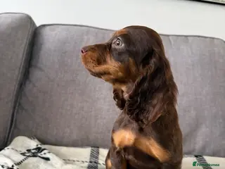 Cocker Spaniel dogs LAST BEAUTIFUL COCKER GIRL PUP LEFT READY NOW! - Advert 2