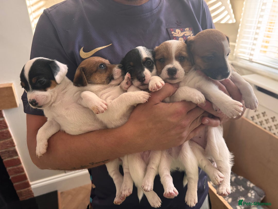 Jack Russell dogs for sale: Jack Russle puppies  - Image 1