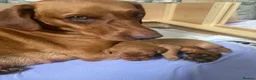 Labrador Retriever dogs for sale: KC Registered Fox Red Labrador Puppy - Advert 13
