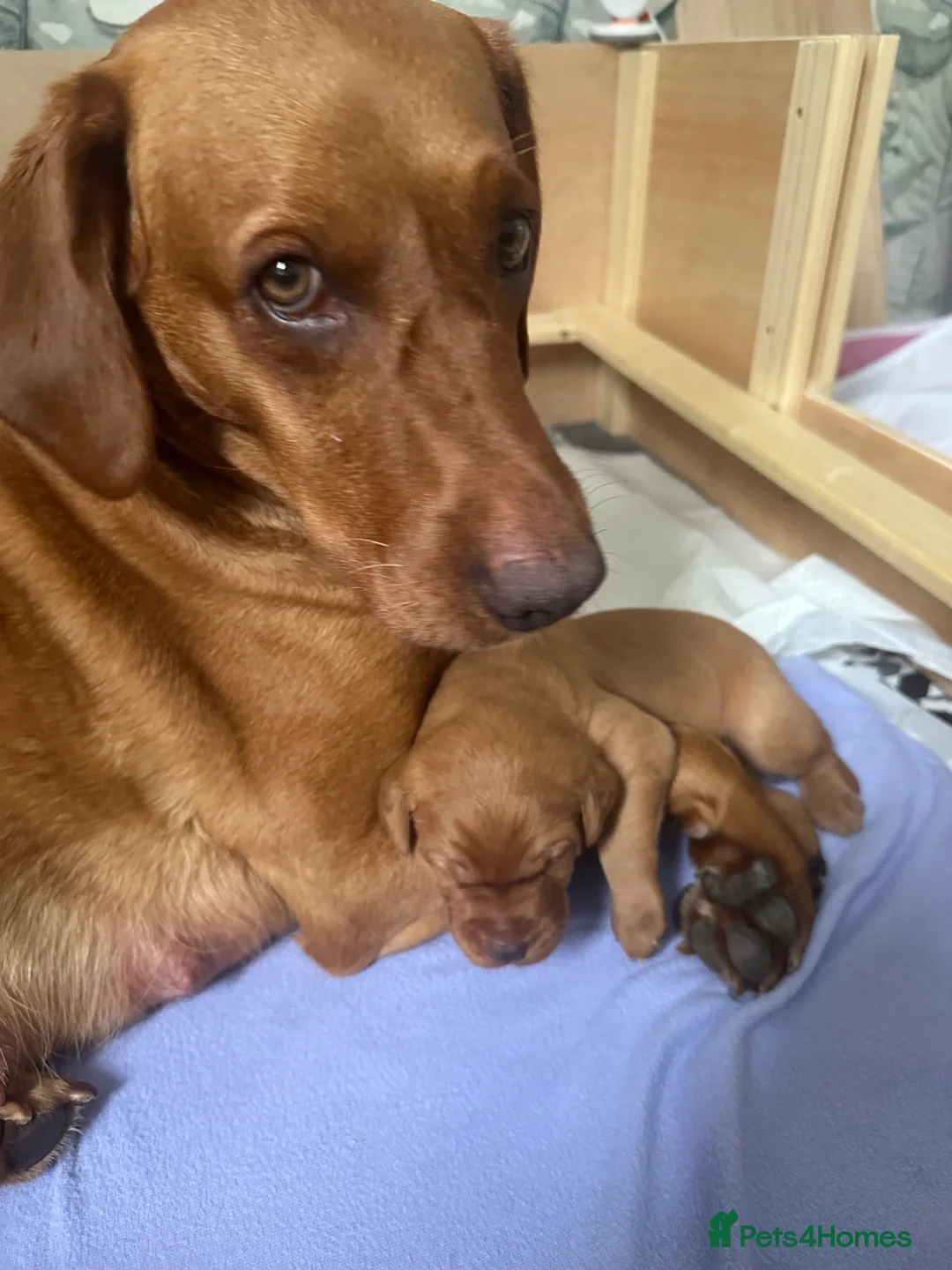 Labrador Retriever dogs for sale: KC Registered Fox Red Labrador Puppy - Advert 13