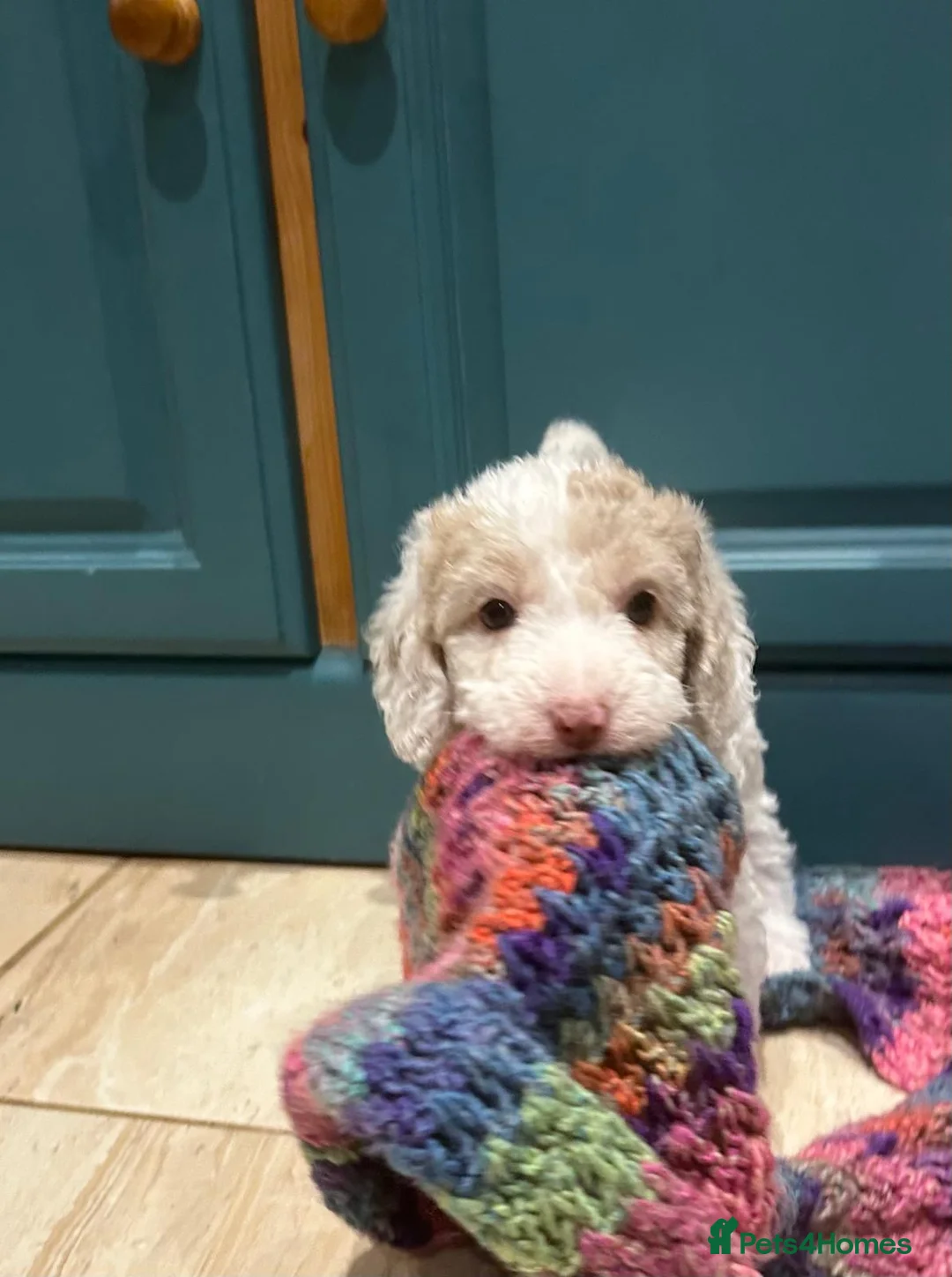 Mixed Breed dogs for sale: Australian Labradoodle Puppies - Advert 9