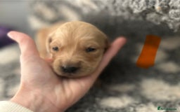 Golden Retriever dogs for sale: Remarkable Golden Retriever Puppies - Image 14
