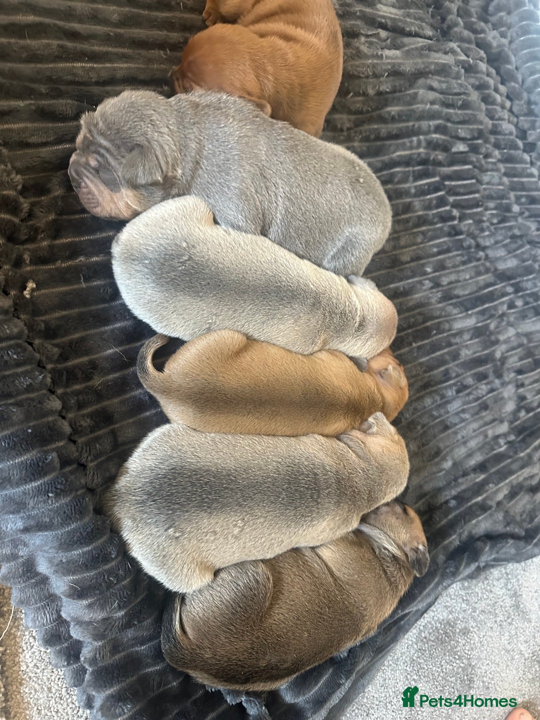Mixed Breed dogs for sale: French bulldog X English bulldog  - Image 12