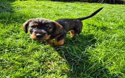 Mixed Breed dogs for sale: Wire Haired Daschund x Rottweiler  - Image 12