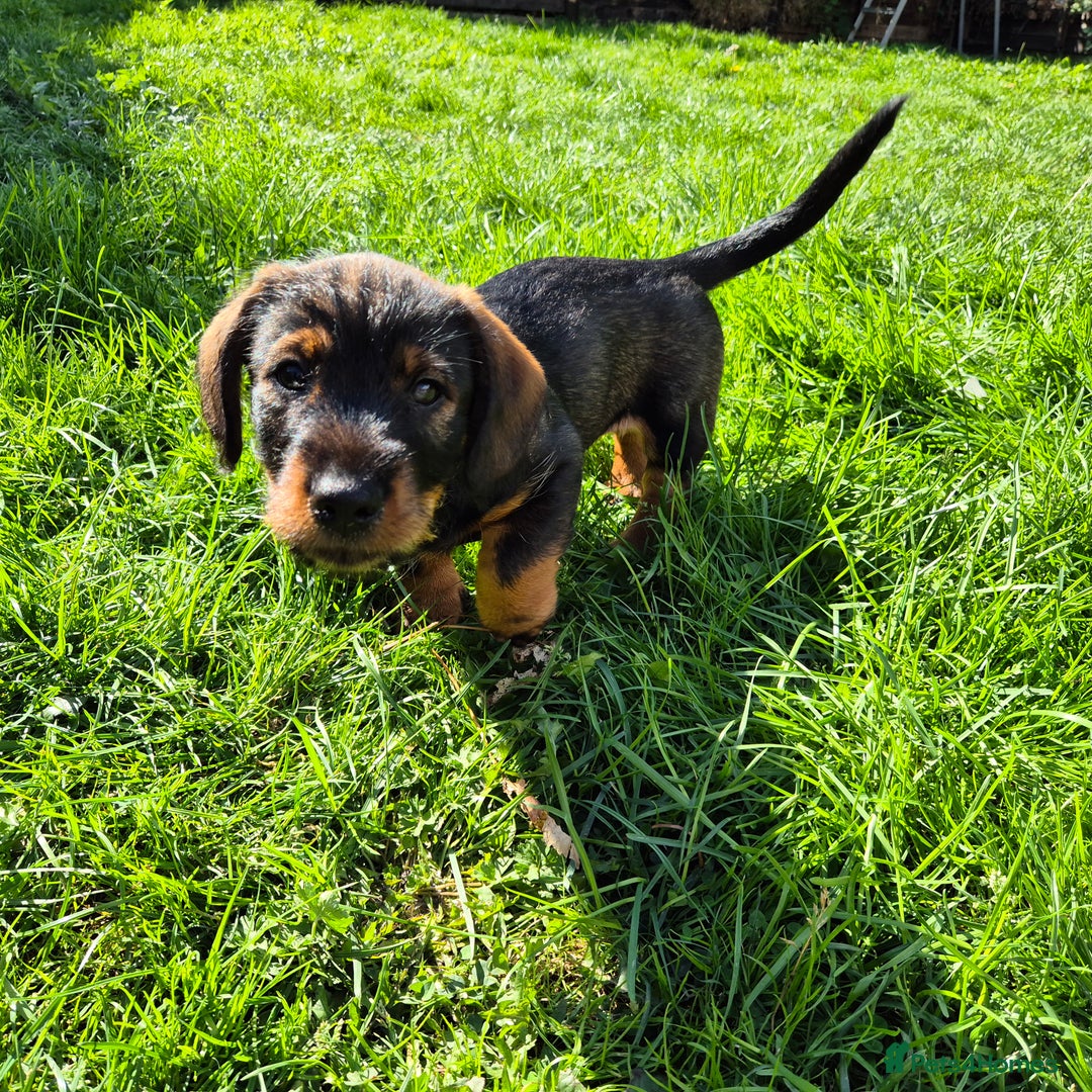 Mixed Breed dogs for sale: Wire Haired Daschund x Rottweiler  - Image 12