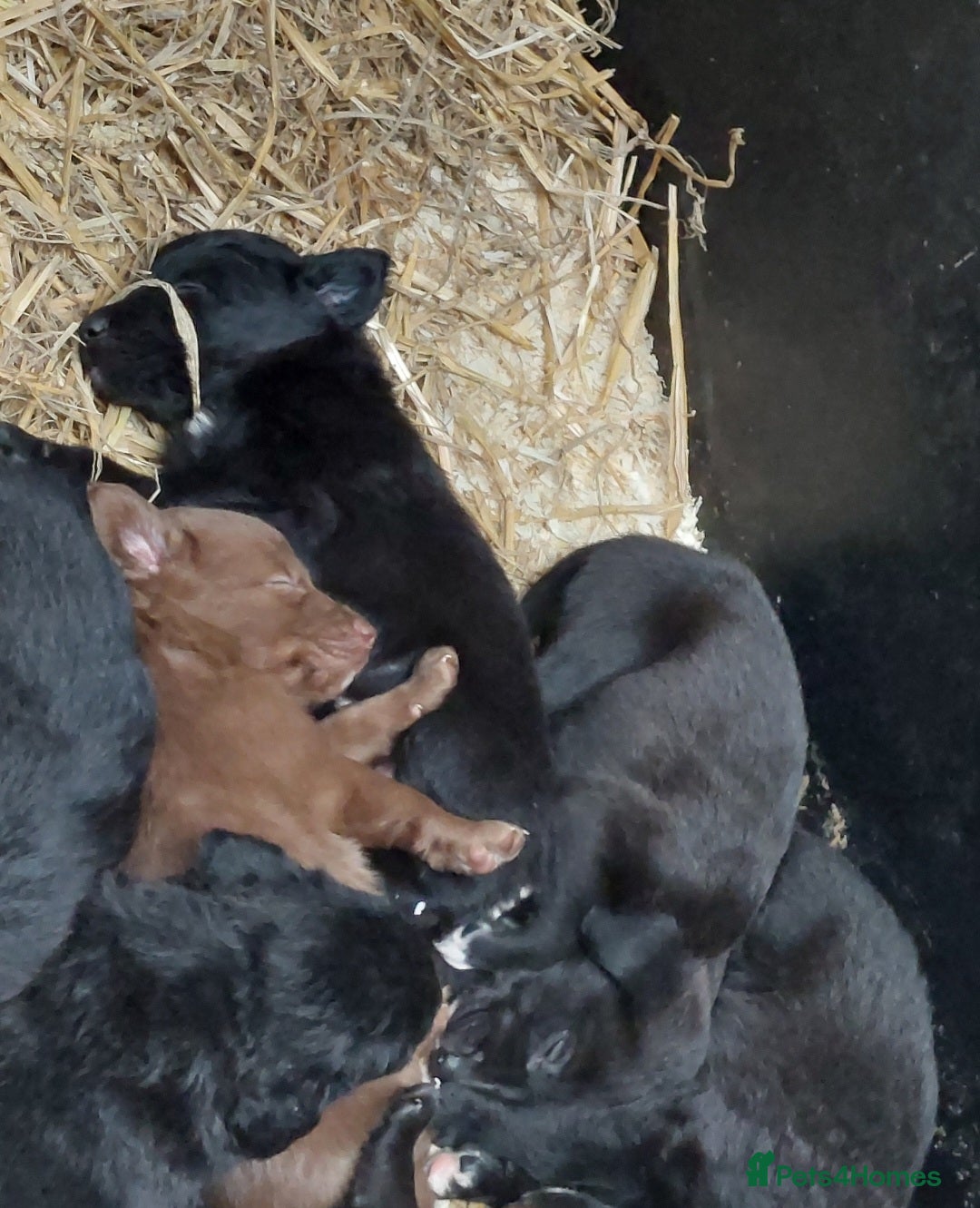 Mixed Breed dogs for sale: Beautiful friendly Labrador x Welsh Collie Puppies - Image 2