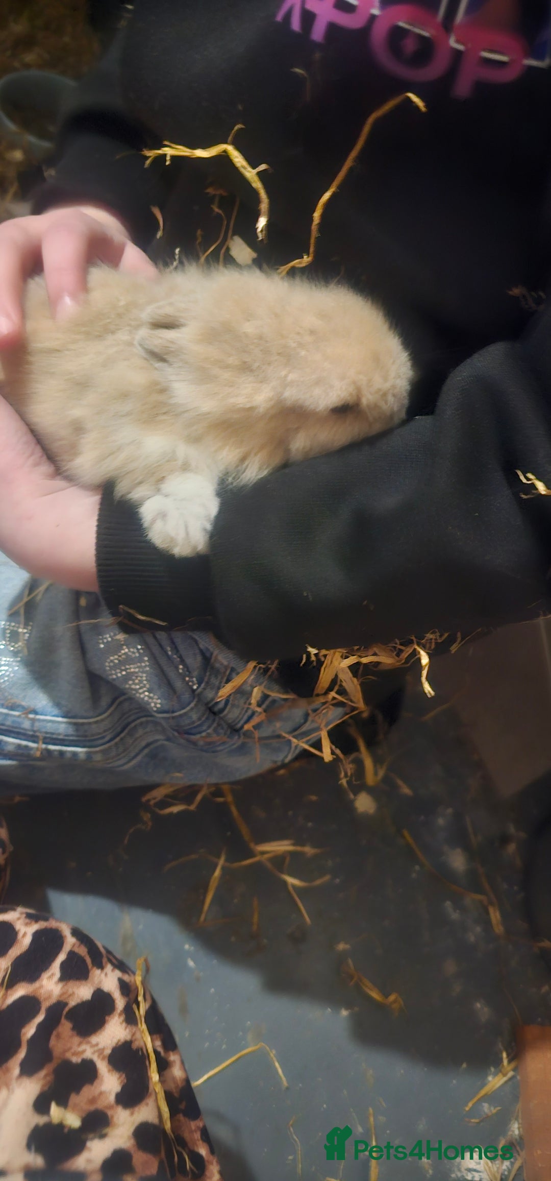 Dwarf Lop rabbits for sale: Baby dwarf rabbit for sale  - Advert 3