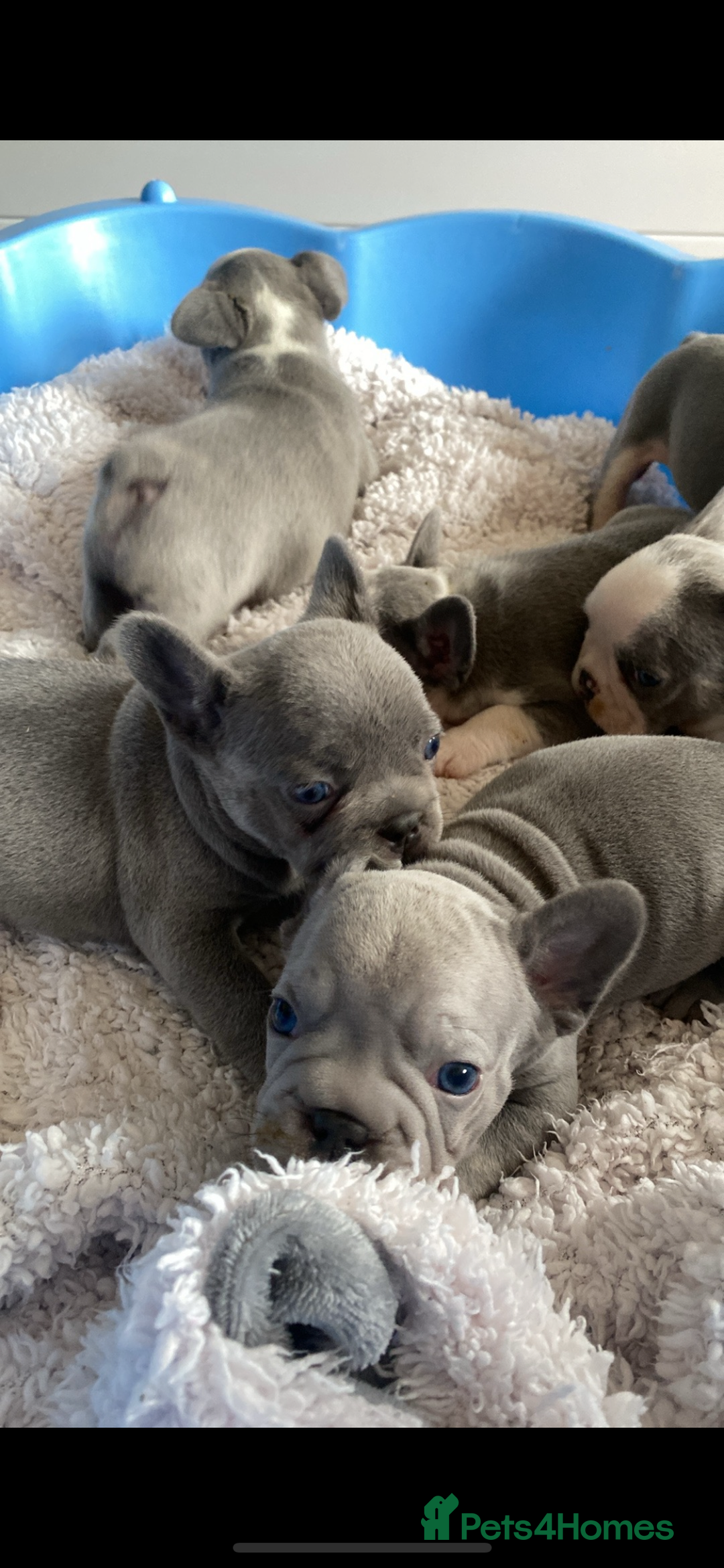 French Bulldog dogs for sale: Original X big rope French bulldogs - Image 3