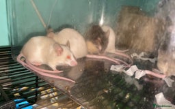 Mouse rodents for sale: Fancy mice  - Advert 4