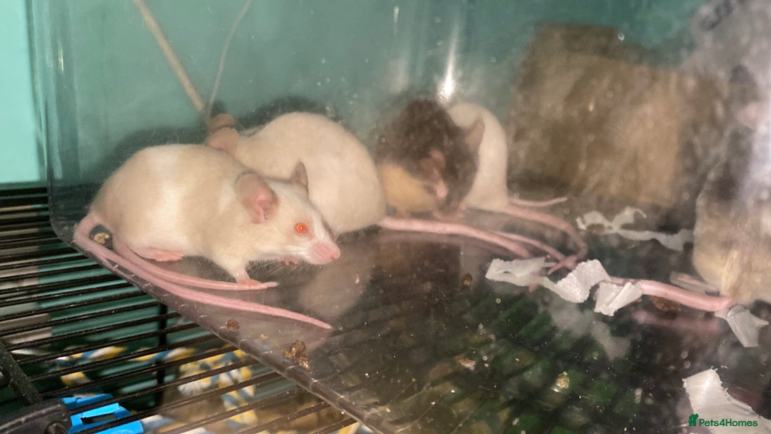 Mouse rodents for sale: Fancy mice  - Advert 4