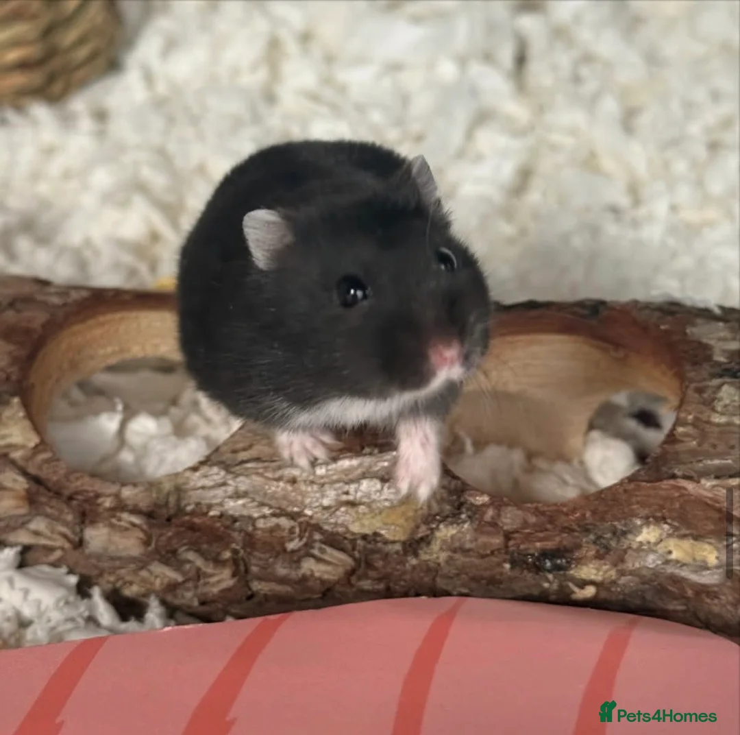Hamster rodents for sale: Female black & White Russian dwarf hamster  - Advert 2