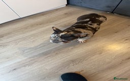 French Bulldog dogs for sale: FLUFFY AND PINK CARRIERS  - Advert 2