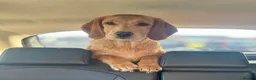 Cockerdor dogs for stud: Gorgeous cockerdor FOR STUD - Advert 18