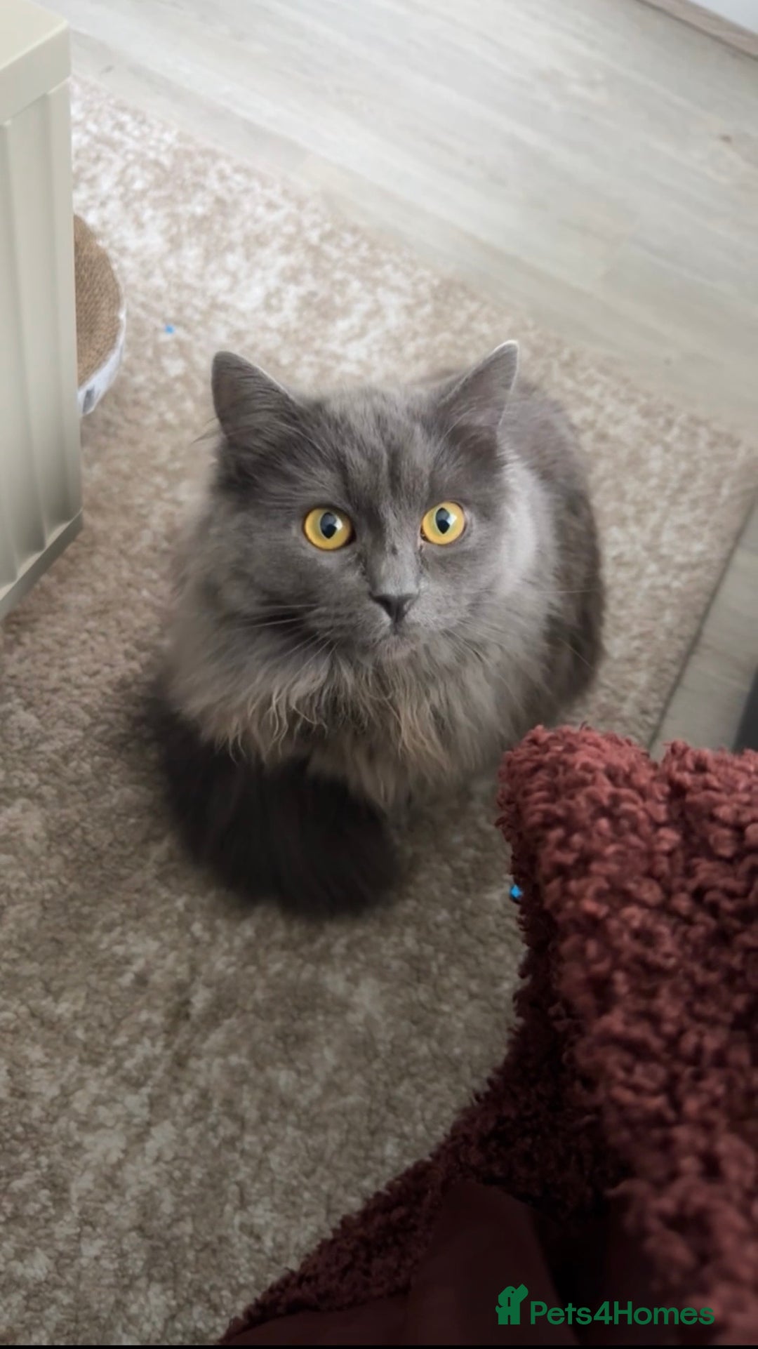 Nebelung cats for sale: My gorgeous cat for sale - Advert 4