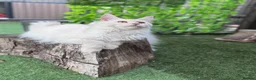 Maine Coon cats for sale:     🌟🌟Amazing Kittens Maine Coon 🌟🌟 - Advert 2