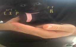 Mixed Breed cats for sale: 9 beautiful kittens  - Image 2