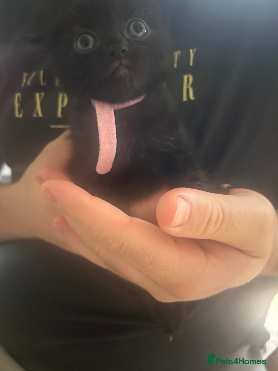 Mixed Breed cats for sale: 9 beautiful kittens  - Image 2