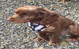 Cocker Spaniel dogs for stud: Merle cocker spaniel for stud in Seaham - Image 7