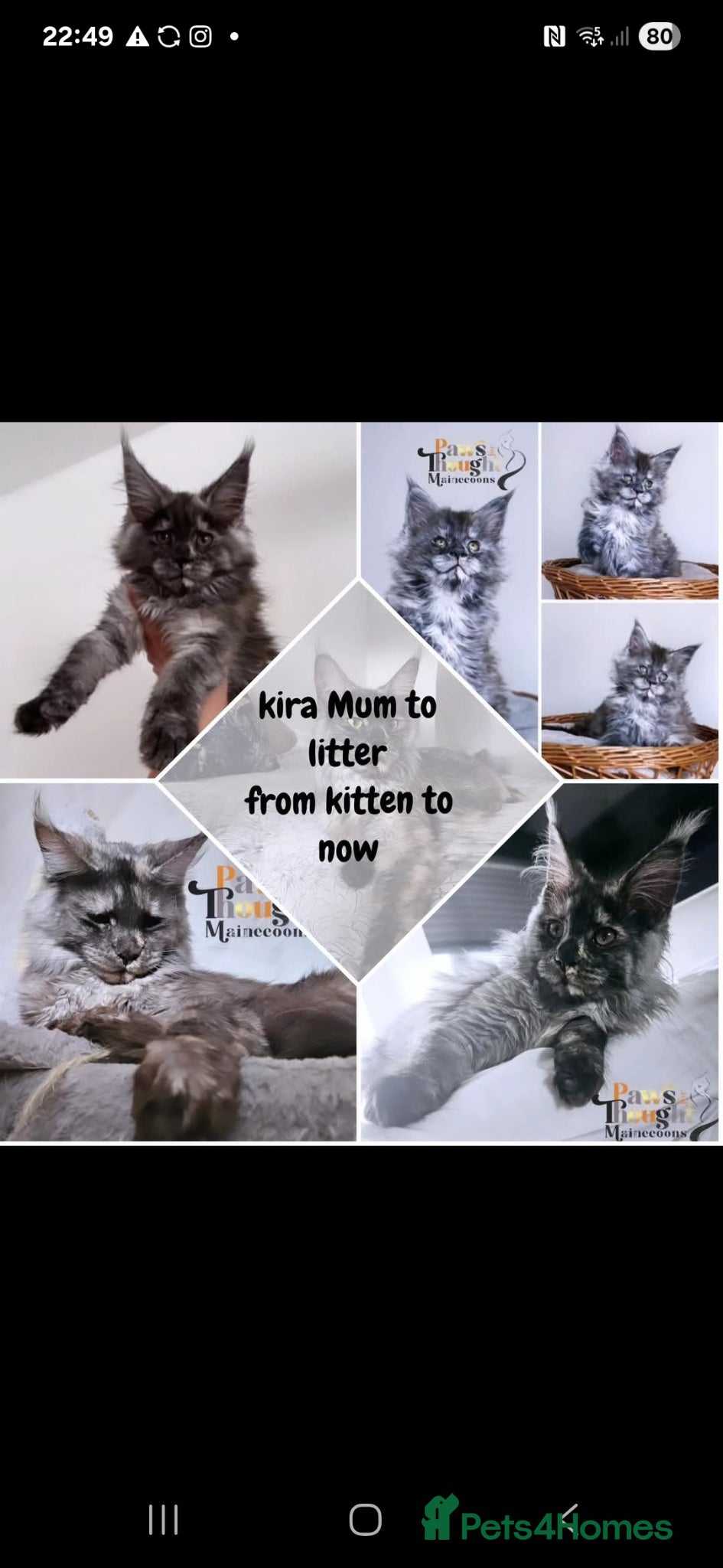 Maine Coon cats Outstanding Quality TICA reg Kittens - Advert 2