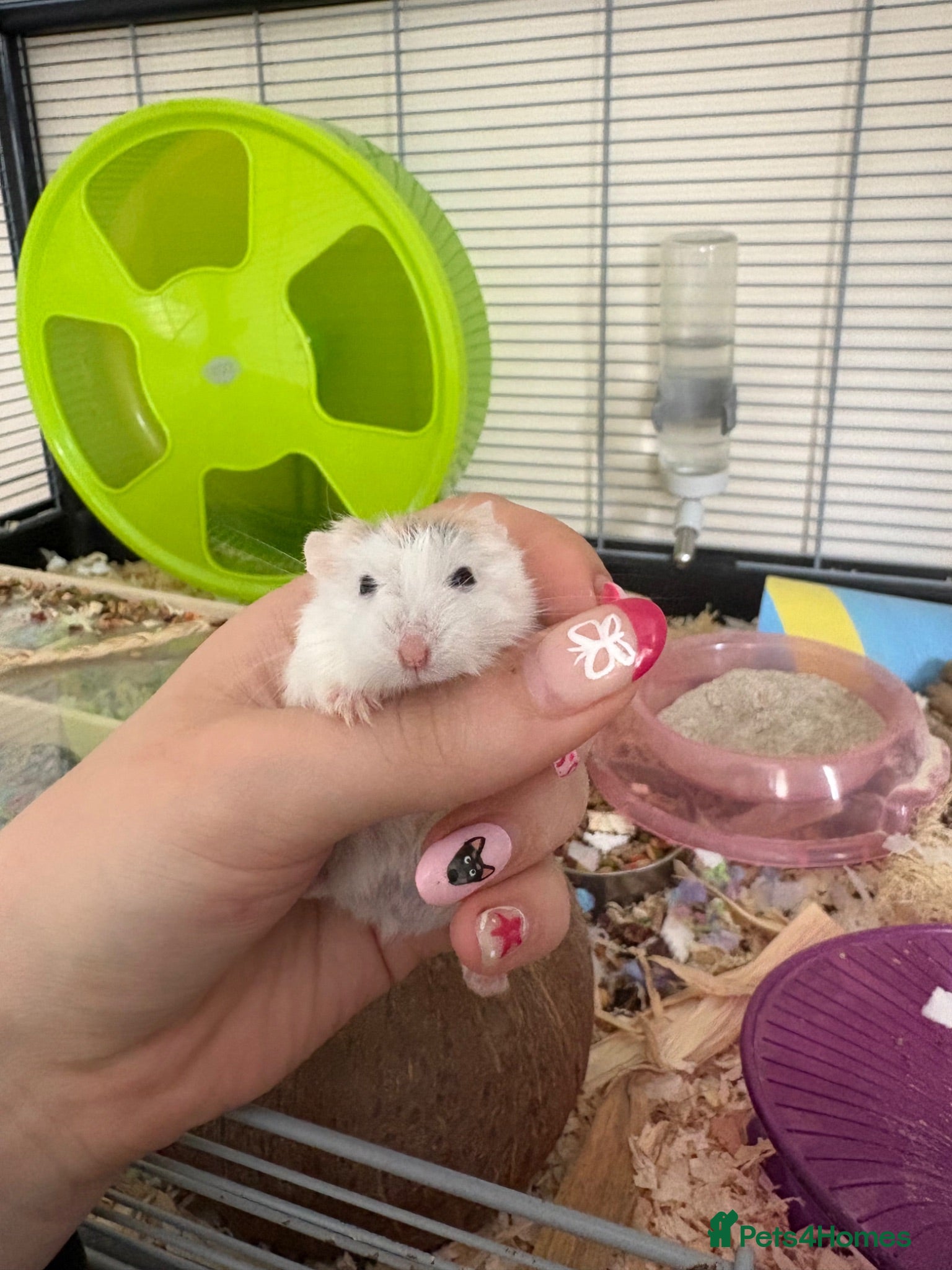 Hamster rodents for sale: 10 Month old Roborovski Dwarf Hamster  - Advert 2