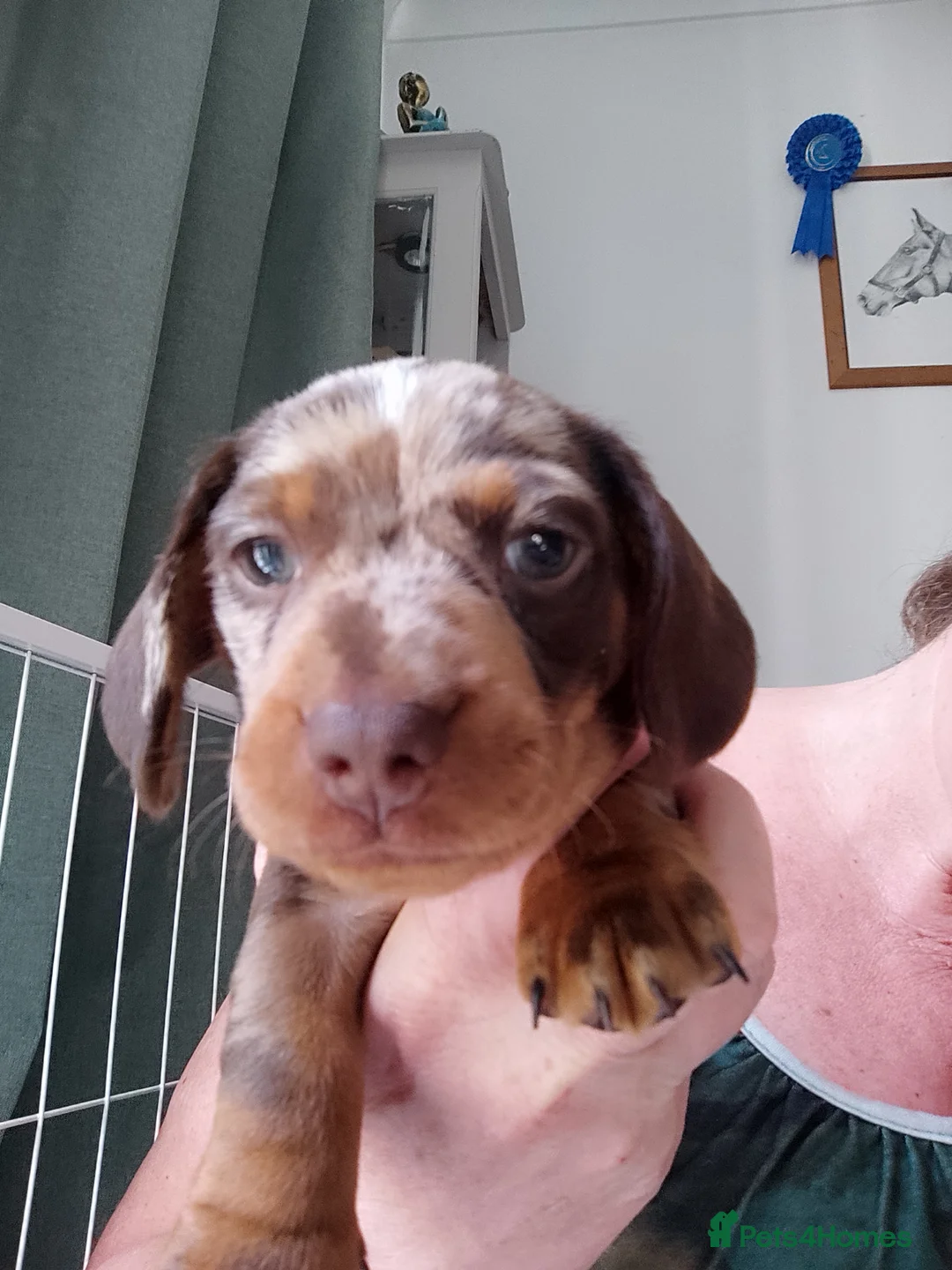 Miniature Dachshund dogs for sale: Beautiful miniature dachshund  - Advert 8