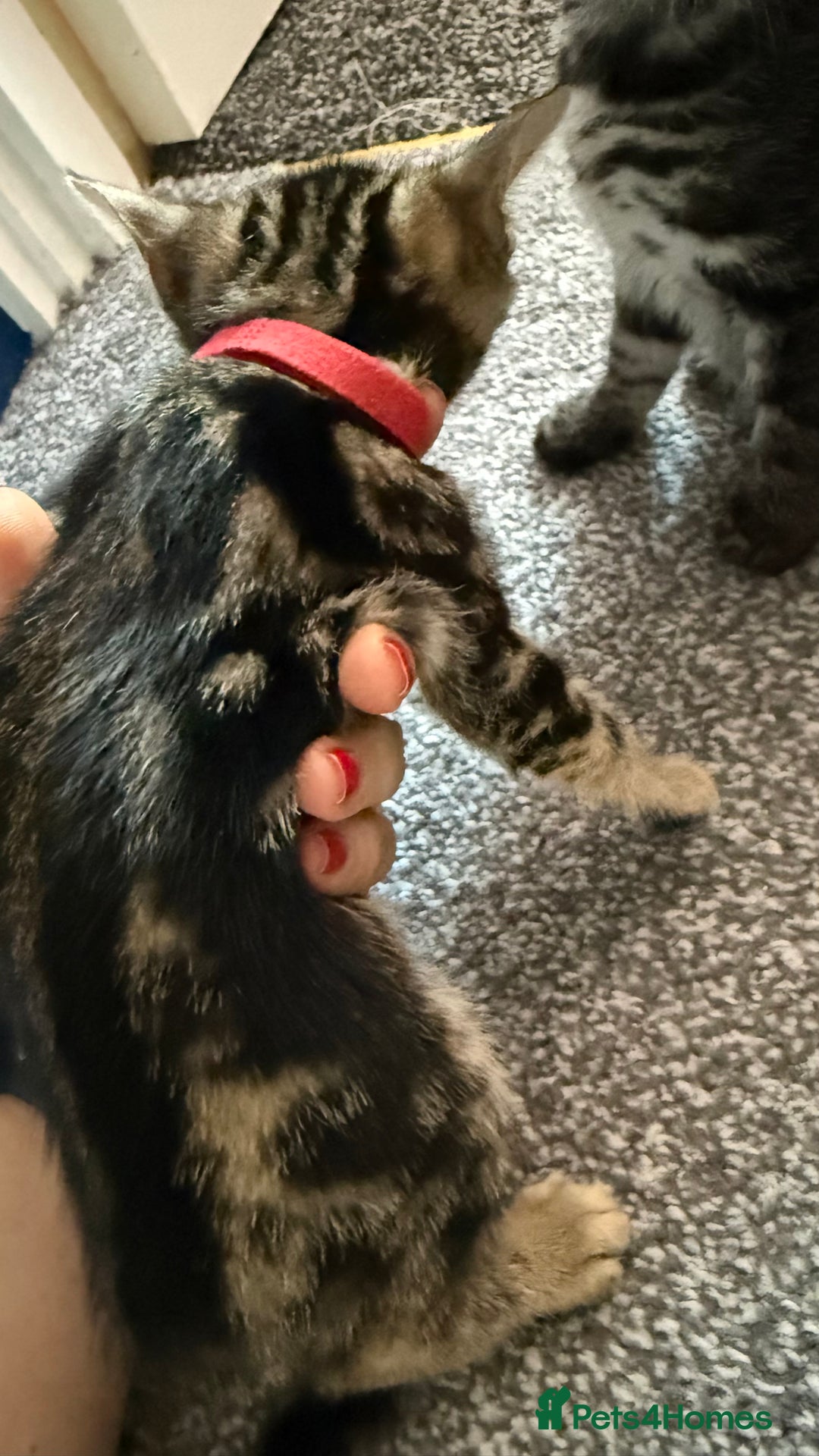 Mixed Breed cats for sale: Mixed bengal kittens - Advert 4