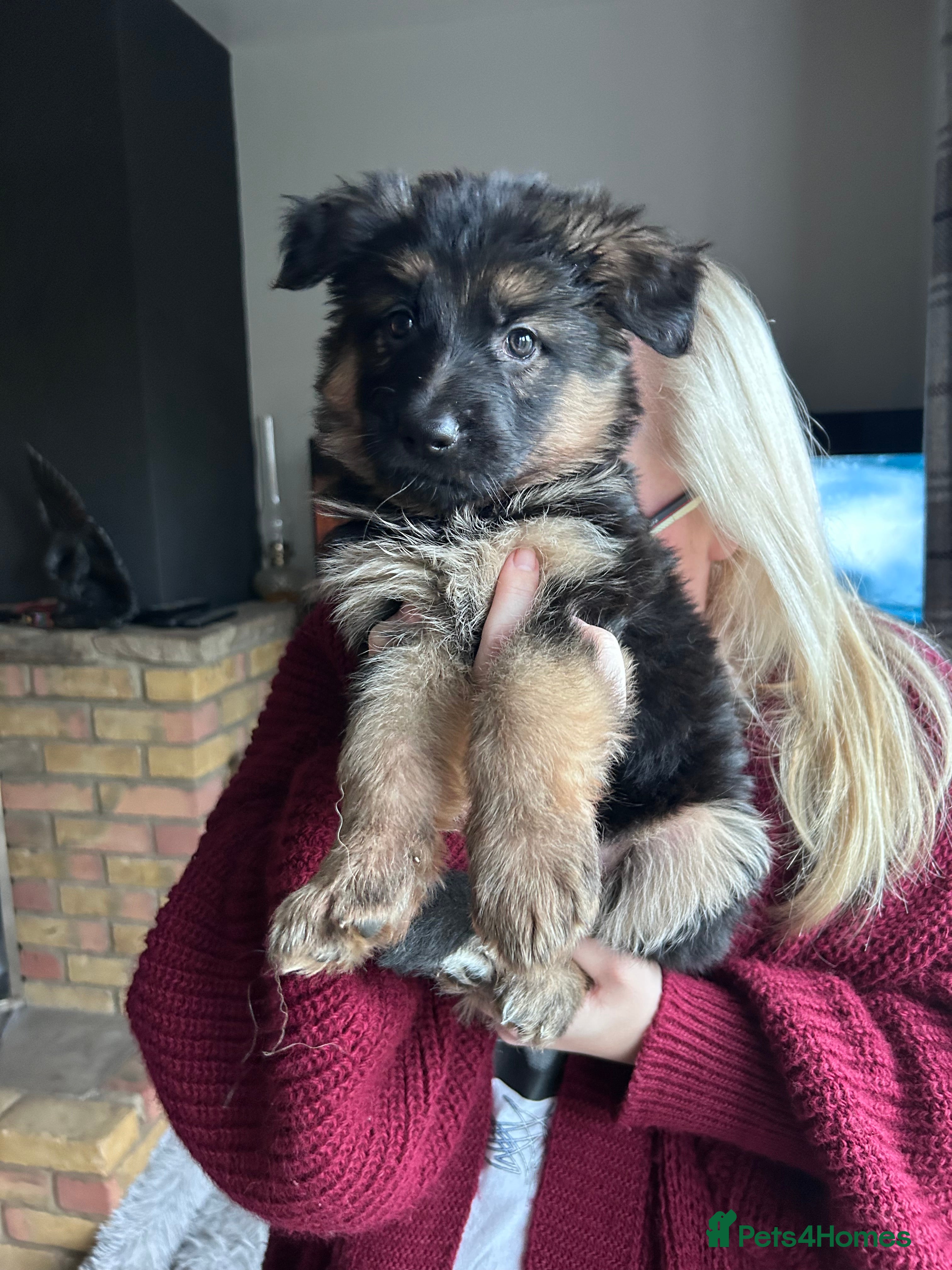 German Shepherd dogs Pure breed German shepherd puppies  - Advert 5