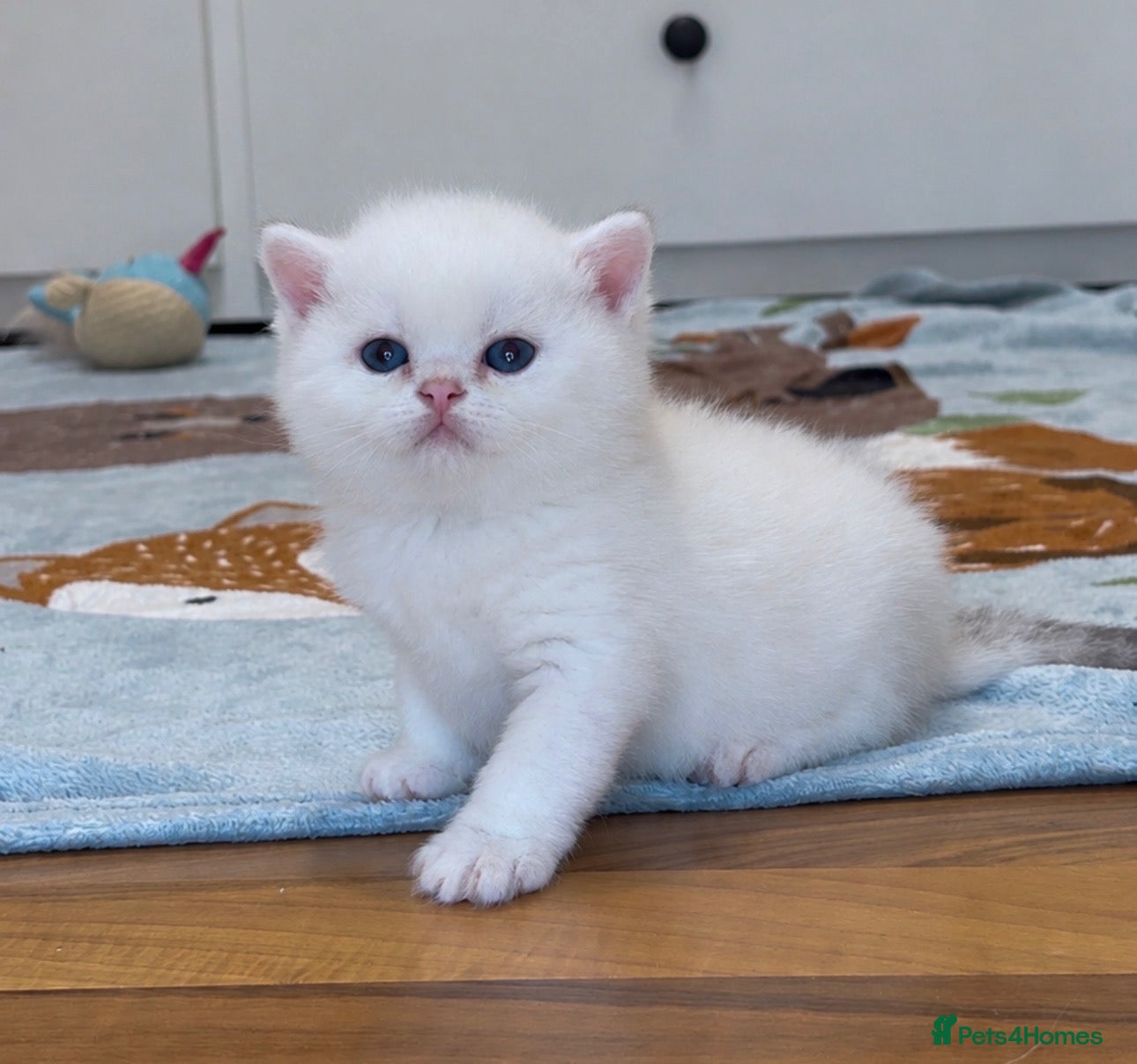 British Shorthair cats Silver British Shorthair kittens - Advert 1