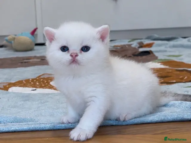 British Shorthair cats Silver British Shorthair kittens - Advert 1