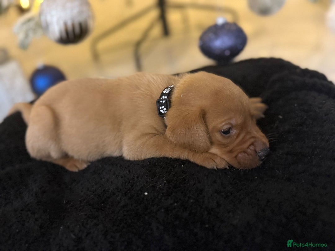 Labrador Retriever dogs for sale: Beautiful fox red puppies  - Advert 16