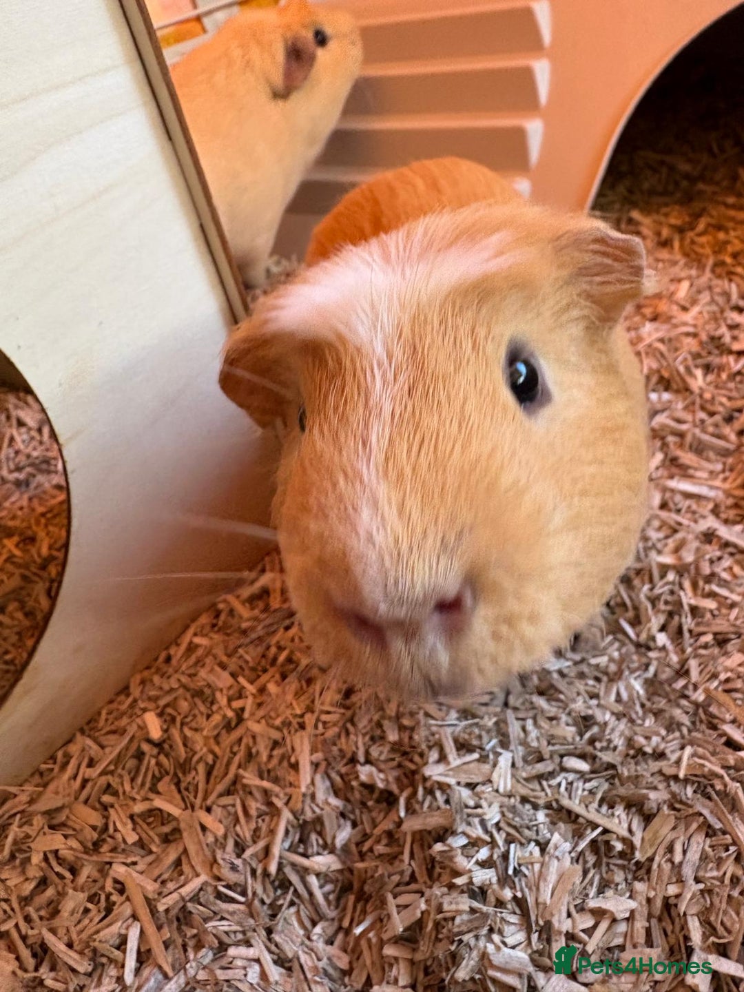 Guinea Pig rodents for sale: 2 male guinea pigs with cage - Advert 9