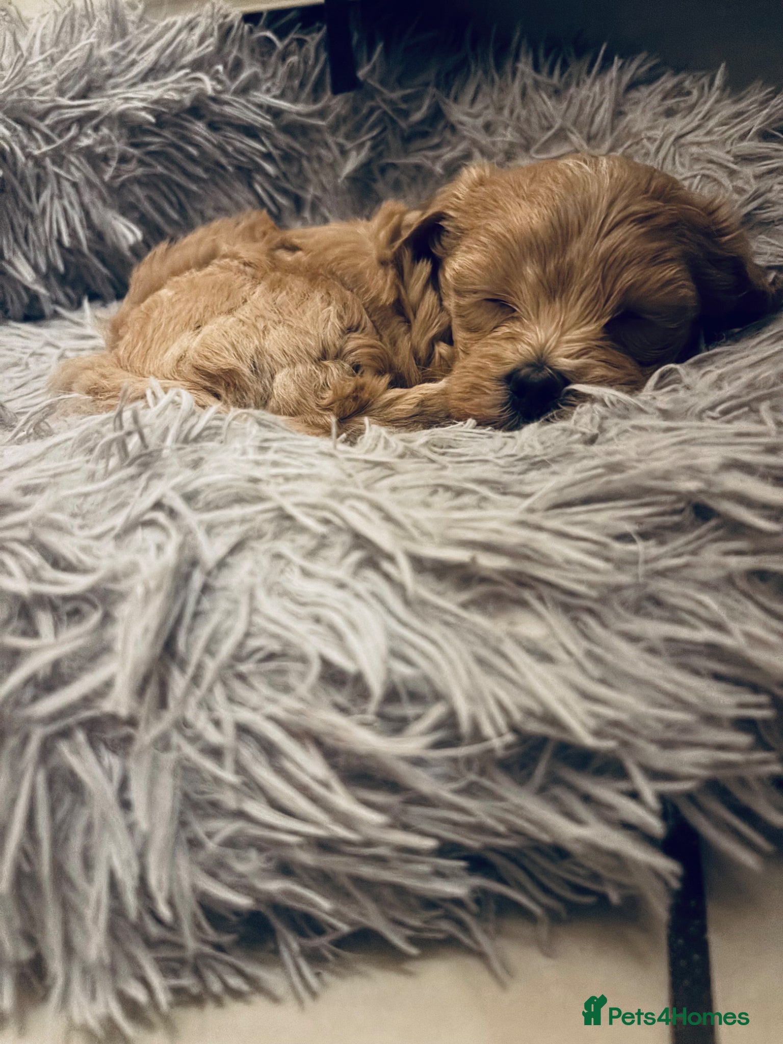 Maltipoo dogs F1 Maltipoo, little superstar 💙 - Advert 17