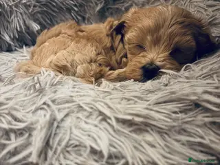 Maltipoo dogs F1 Maltipoo, little superstar 💙 - Advert 17