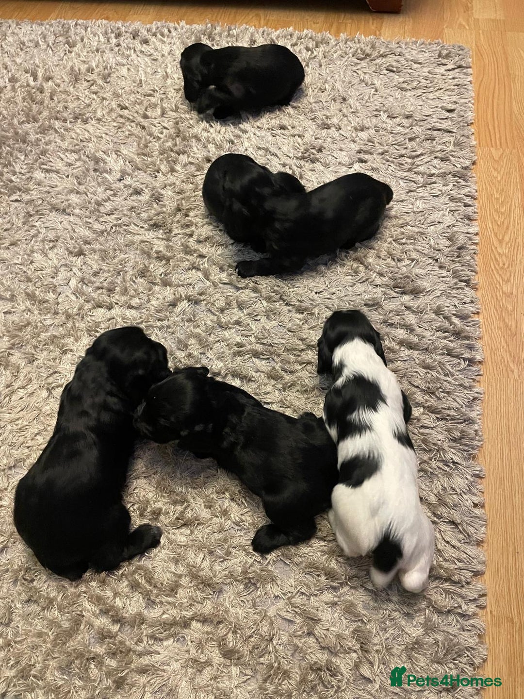 Cocker Spaniel dogs for sale: Cocker Spaniel  - Advert 13