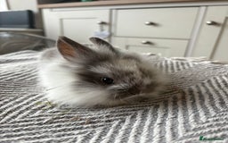 Mini Lion Lop rabbits for sale: Gorgeous Lion Mini lops - Image 4
