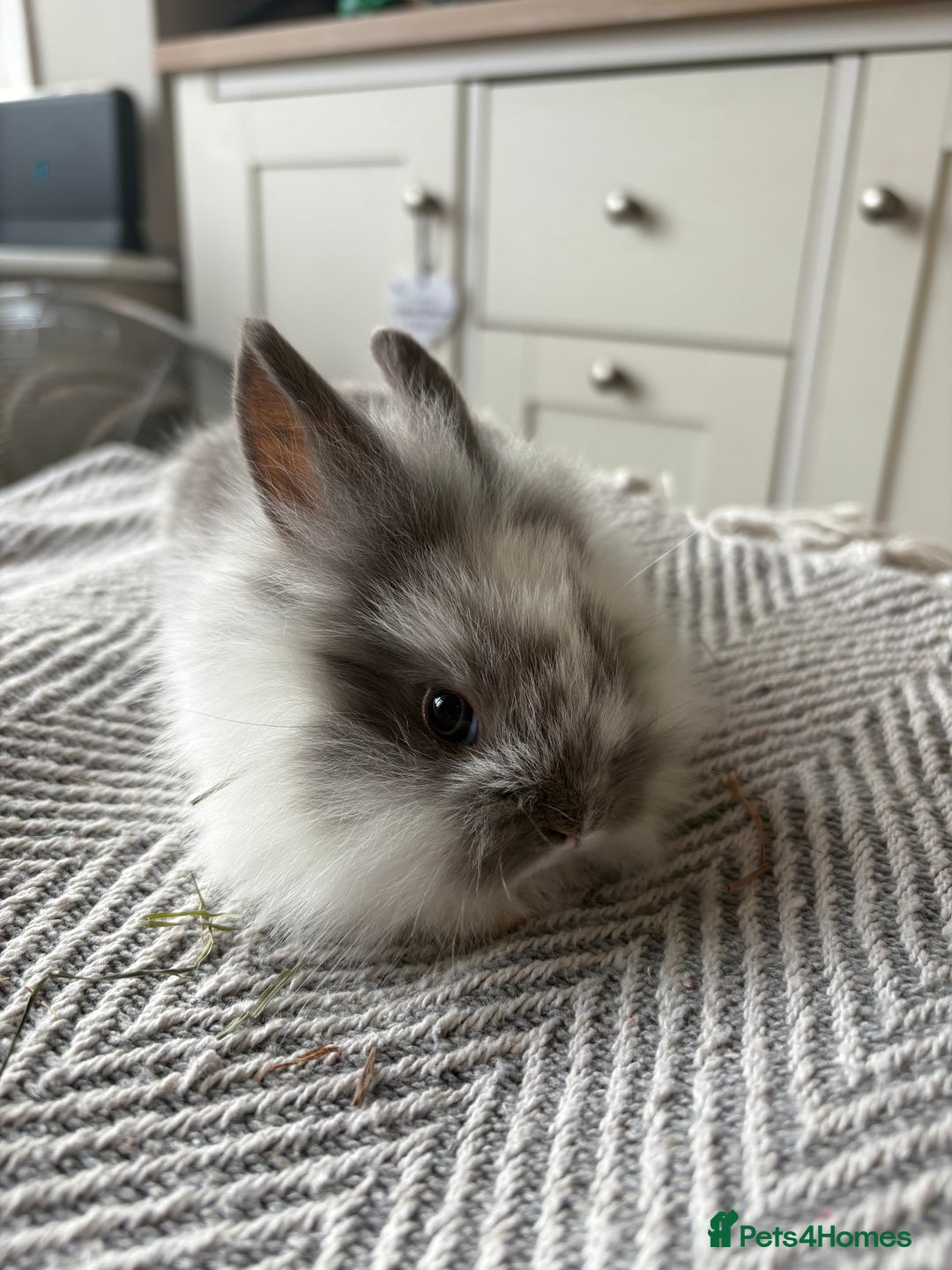 Mini Lion Lop rabbits for sale: Gorgeous Lion Mini lops - Image 4