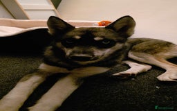 Siberian Husky dogs for sale: Siberian husky 6 months old - Image 7