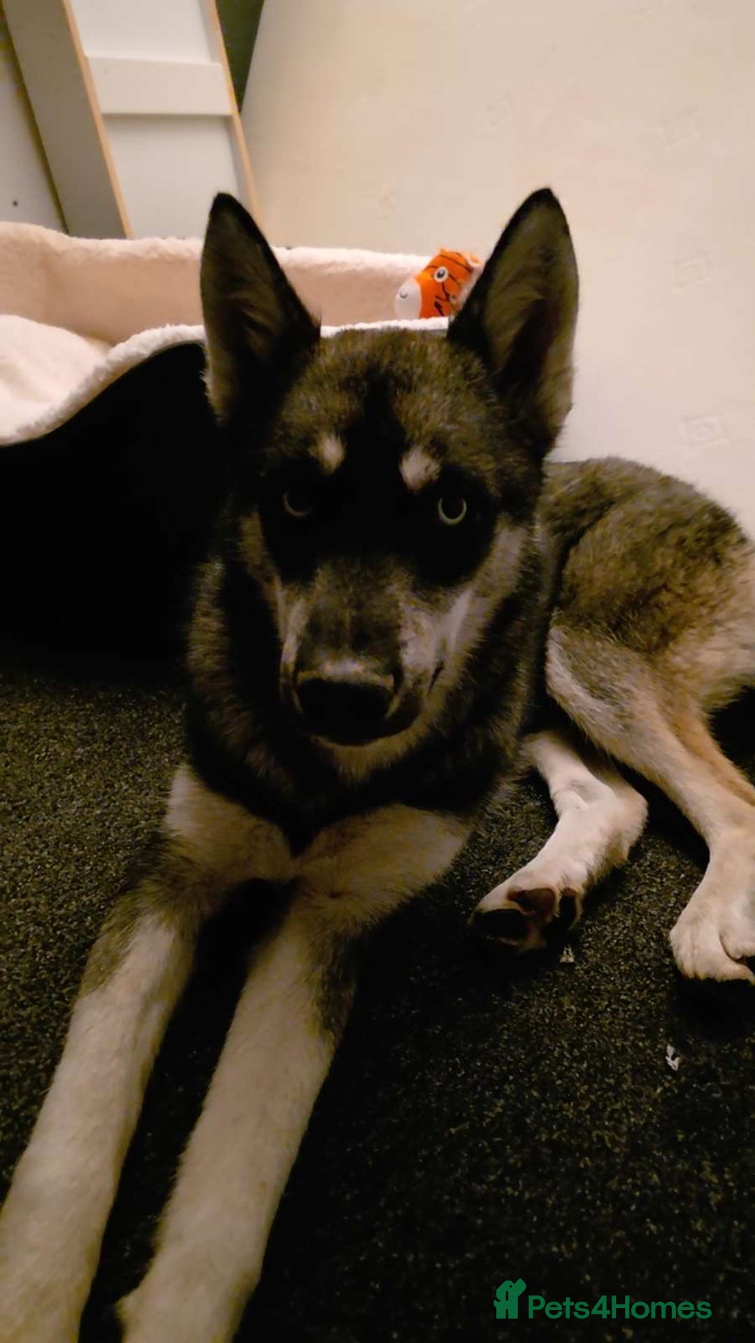 Siberian Husky dogs for sale: Siberian husky 6 months old - Image 7