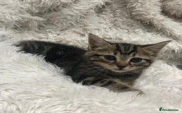 Mixed Breed cats for sale: Lovely kittens 8 weeks old  - Image 28