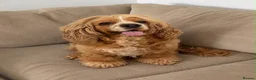 American Cocker Spaniel dogs for sale: American Cockapoo Puppies – Health Tested Parents in Wakefield - Advert 3