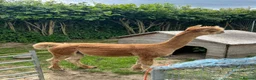 Alpaca livestock for sale: Huacaya Male Alpaca - Advert 3
